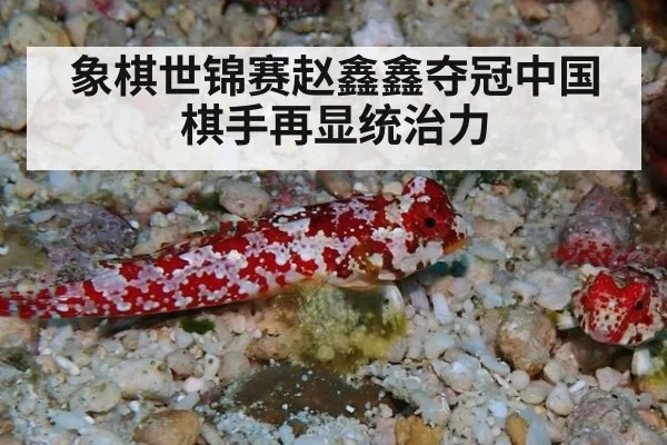 象棋世锦赛赵鑫鑫夺冠中国棋手再显统治力